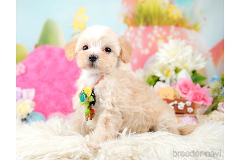 成約済の神奈川県のマルプー:マルチーズ×トイプードル-288700の3枚目