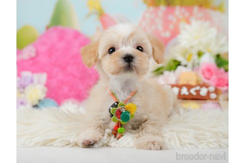 成約済の神奈川県のマルプー:マルチーズ×トイプードル-288700の4枚目