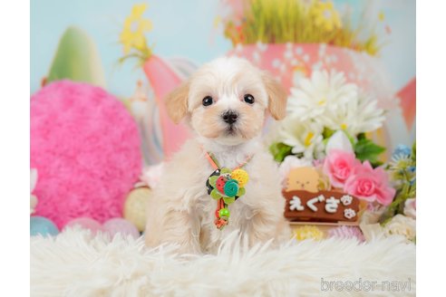 成約済の神奈川県のマルプー:マルチーズ×トイプードル-288700の5枚目