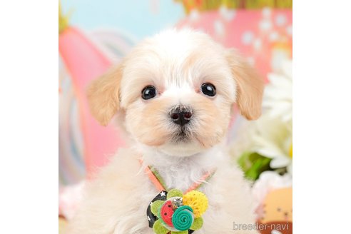 成約済の神奈川県のマルプー:マルチーズ×トイプードル-288700の6枚目