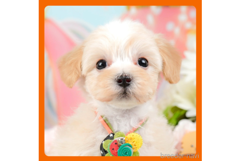 成約済の神奈川県のマルプー:マルチーズ×トイプードル-288700の1枚目