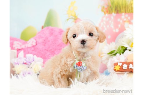 成約済の神奈川県のマルプー:マルチーズ×トイプードル-288705の9枚目