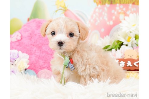 成約済の神奈川県のマルプー:マルチーズ×トイプードル-288705の10枚目