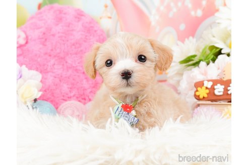 成約済の神奈川県のマルプー:マルチーズ×トイプードル-288705の11枚目