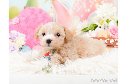 成約済の神奈川県のマルプー:マルチーズ×トイプードル-288705の12枚目