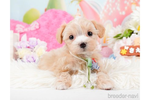 成約済の神奈川県のマルプー:マルチーズ×トイプードル-288705の3枚目