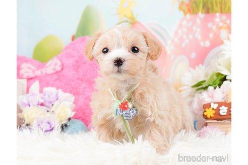 成約済の神奈川県のマルプー:マルチーズ×トイプードル-288705の4枚目