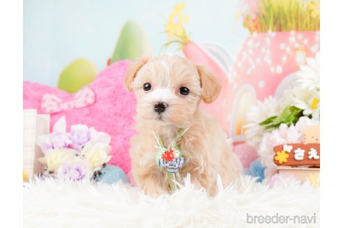 成約済の神奈川県のマルプー:マルチーズ×トイプードル-288705の5枚目