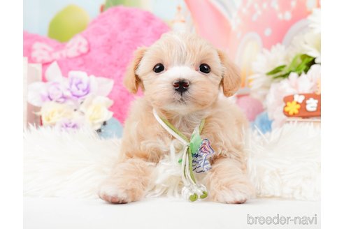 成約済の神奈川県のマルプー:マルチーズ×トイプードル-288705の7枚目