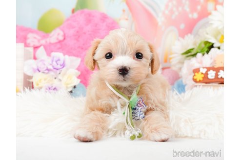 成約済の神奈川県のマルプー:マルチーズ×トイプードル-288705の8枚目