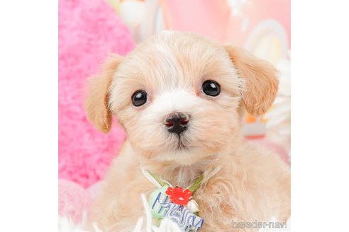 成約済の神奈川県のマルプー:マルチーズ×トイプードル-288705の1枚目