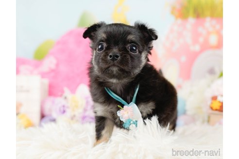 成約済の神奈川県のチワワ(ロングコート)-288708の12枚目