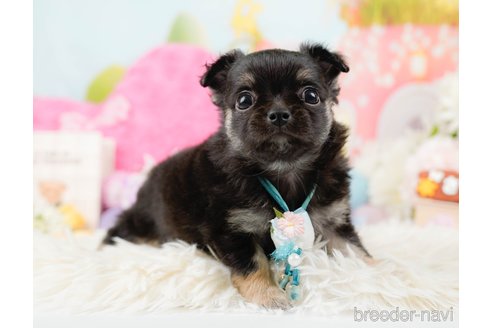 成約済の神奈川県のチワワ(ロングコート)-288708の6枚目