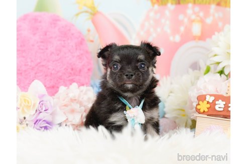 成約済の神奈川県のチワワ(ロングコート)-288708の7枚目