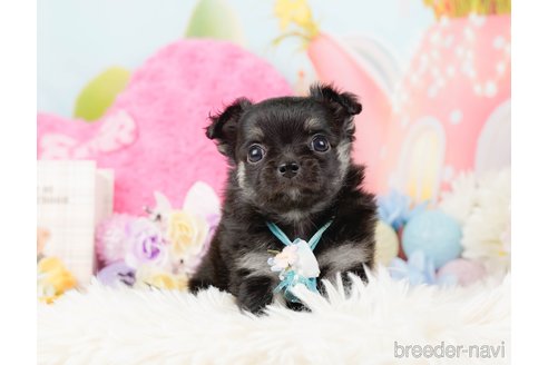 成約済の神奈川県のチワワ(ロングコート)-288708の8枚目