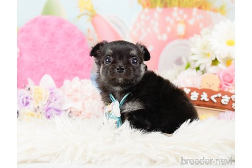 成約済の神奈川県のチワワ(ロングコート)-288708の9枚目