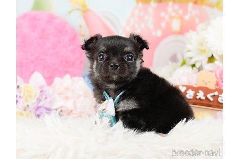 成約済の神奈川県のチワワ(ロングコート)-288708の10枚目