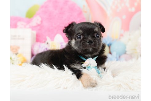 成約済の神奈川県のチワワ(ロングコート)-288708の11枚目