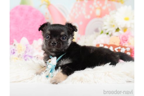 成約済の神奈川県のチワワ(ロングコート)-288708の3枚目