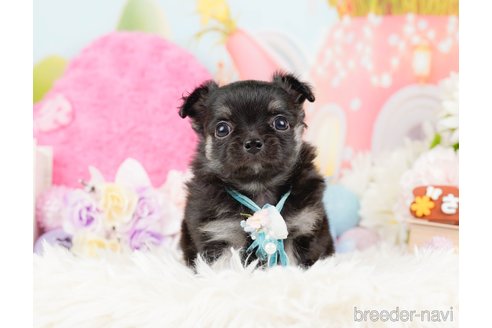 成約済の神奈川県のチワワ(ロングコート)-288708の4枚目