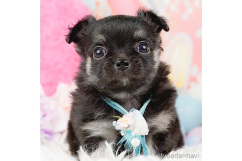 成約済の神奈川県のチワワ(ロングコート)-288708の1枚目