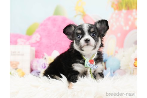 成約済の神奈川県のチワワ(ロングコート)-288711の8枚目