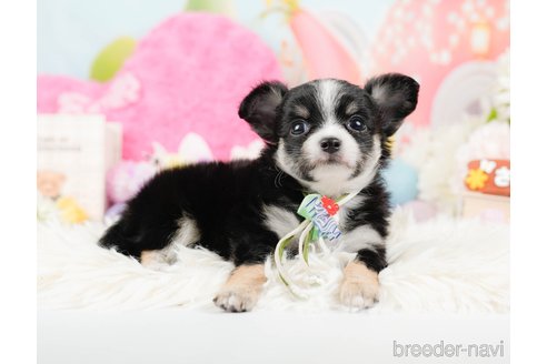 成約済の神奈川県のチワワ(ロングコート)-288711の7枚目