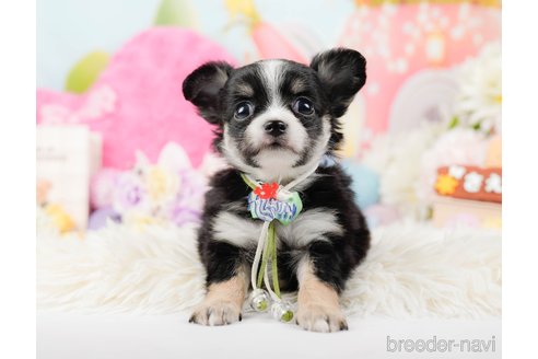 成約済の神奈川県のチワワ(ロングコート)-288711の9枚目