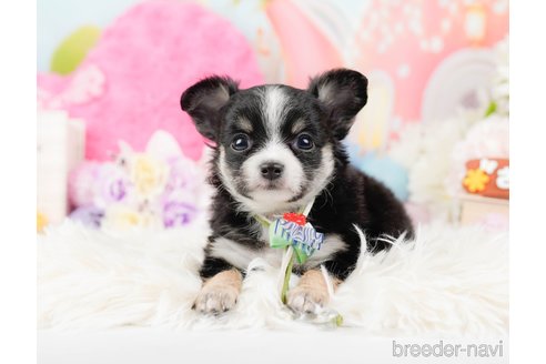 成約済の神奈川県のチワワ(ロングコート)-288711の10枚目