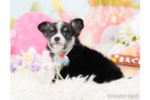 成約済の神奈川県のチワワ(ロングコート)-288711の11枚目