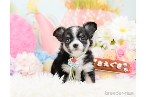 成約済の神奈川県のチワワ(ロングコート)-288711の4枚目