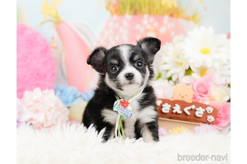 成約済の神奈川県のチワワ(ロングコート)-288711の5枚目