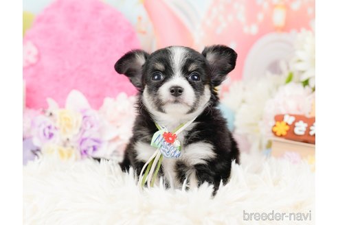 成約済の神奈川県のチワワ(ロングコート)-288711の6枚目