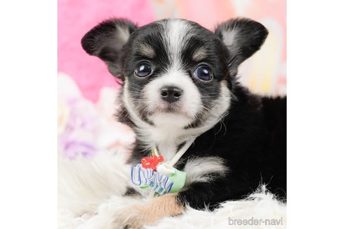 成約済の神奈川県のチワワ(ロングコート)-288711の1枚目