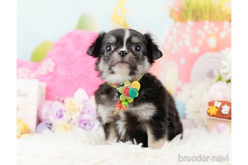 成約済の神奈川県のチワワ(ロングコート)-288717の10枚目