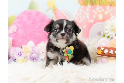 成約済の神奈川県のチワワ(ロングコート)-288717の11枚目