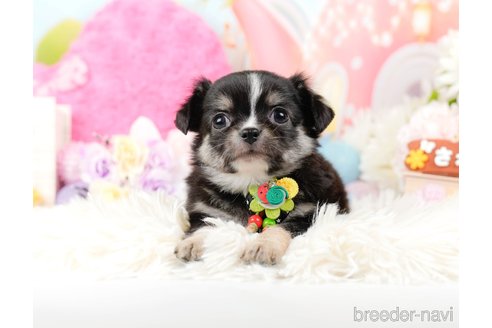 成約済の神奈川県のチワワ(ロングコート)-288717の4枚目