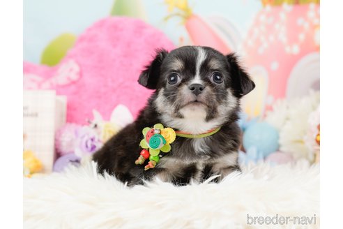 成約済の神奈川県のチワワ(ロングコート)-288717の5枚目
