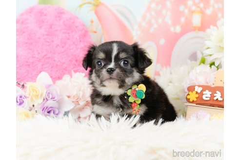 成約済の神奈川県のチワワ(ロングコート)-288717の6枚目