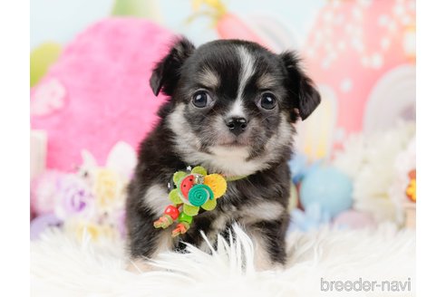 成約済の神奈川県のチワワ(ロングコート)-288717の7枚目