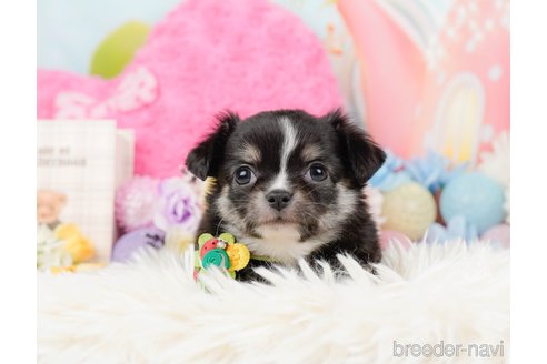 成約済の神奈川県のチワワ(ロングコート)-288717の8枚目