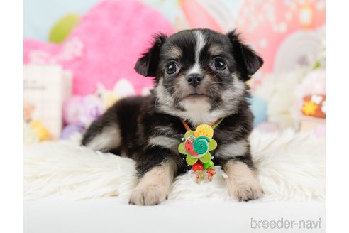 成約済の神奈川県のチワワ(ロングコート)-288717の9枚目