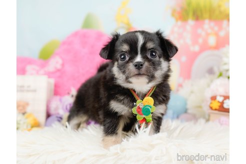 成約済の神奈川県のチワワ(ロングコート)-288717の2枚目