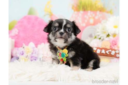 成約済の神奈川県のチワワ(ロングコート)-288717の3枚目