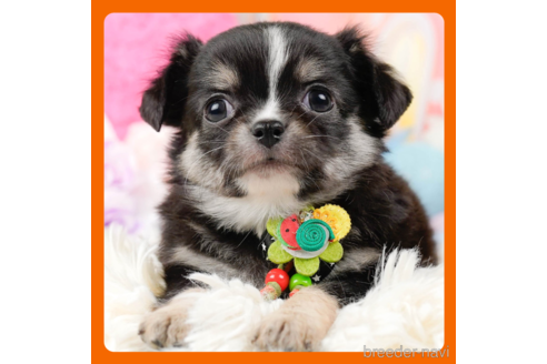 成約済の神奈川県のチワワ(ロングコート)-288717の1枚目