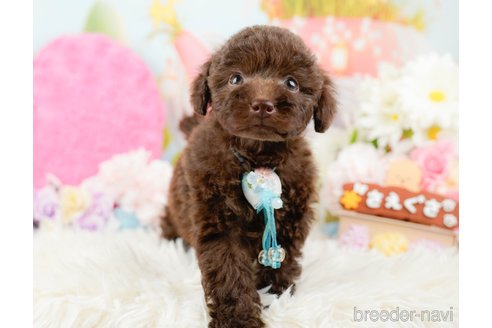 成約済の神奈川県のトイプードル-288720の10枚目