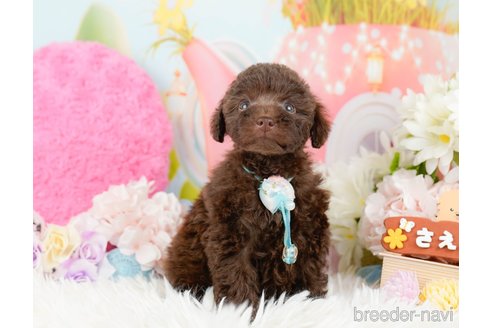 成約済の神奈川県のトイプードル-288720の11枚目