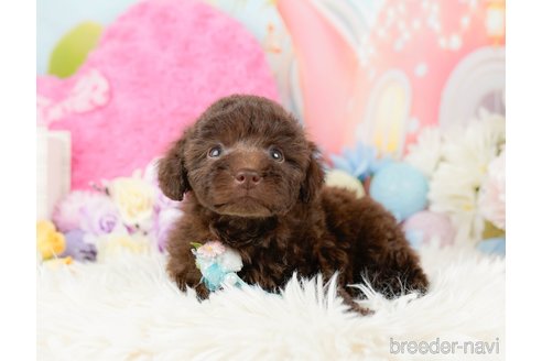 成約済の神奈川県のトイプードル-288720の4枚目