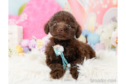 成約済の神奈川県のトイプードル-288720の5枚目