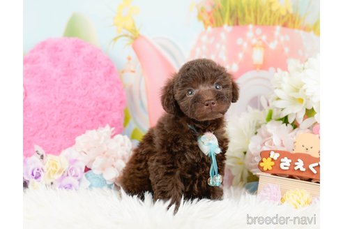 成約済の神奈川県のトイプードル-288720の6枚目